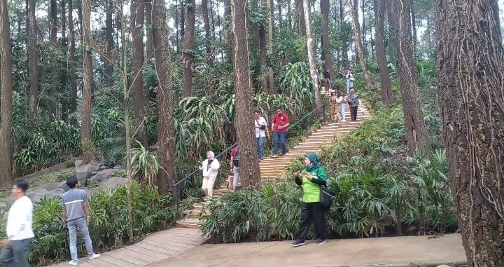  Enchanting Forest, Sensasi Baru Wisata The Grand Taman Safari Prigen